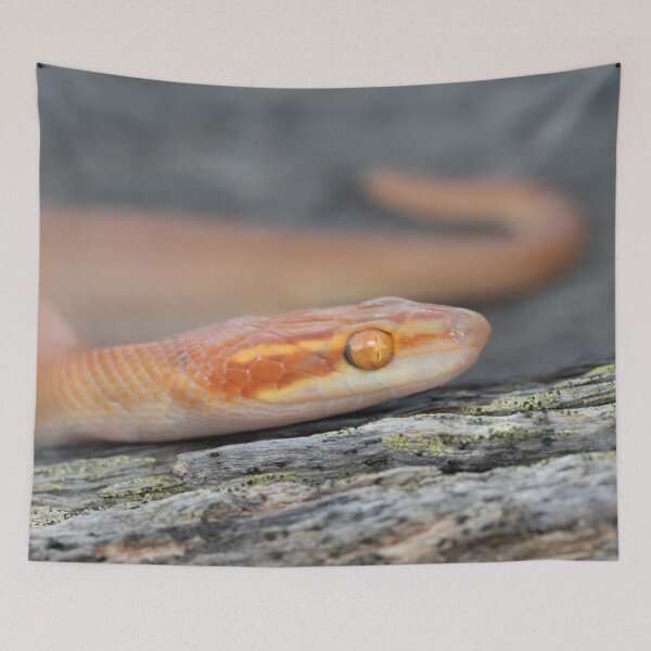 Item preview, Bug-Eyed House Snake (Boaedon mentalis) designed and sold by Pixel Press Prints.