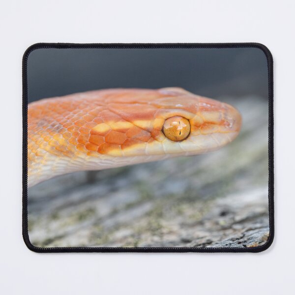 Item preview, Bug-Eyed House Snake (Boaedon mentalis) designed and sold by Pixel Press Prints.