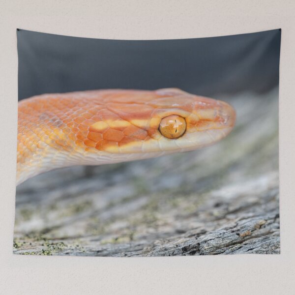 Item preview, Bug-Eyed House Snake (Boaedon mentalis) designed and sold by Pixel Press Prints.