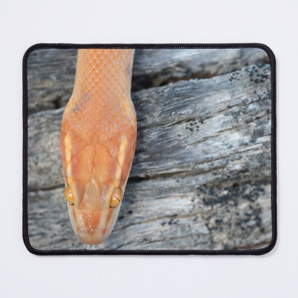 Item preview, Bug-Eyed House Snake (Boaedon mentalis) designed and sold by Pixel Press Prints.