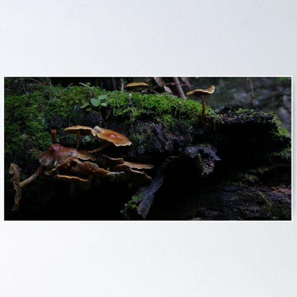 Item preview, Mushrooms, Liffey Falls Walk, Tasmania designed and sold by Kim Langmaid.