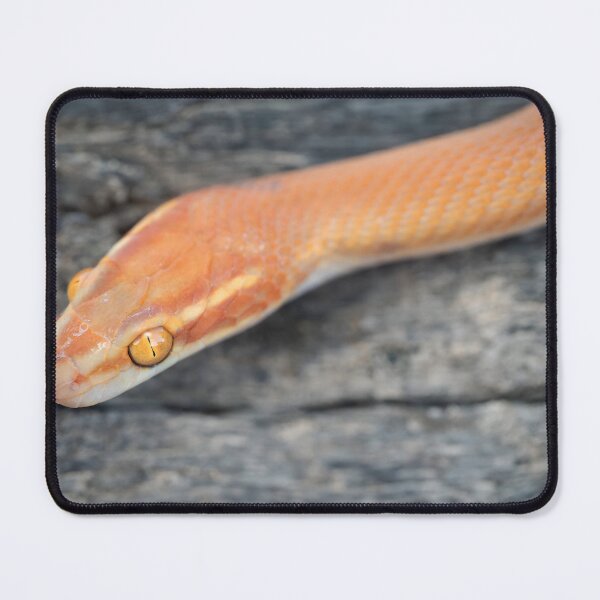Item preview, Bug-Eyed House Snake (Boaedon mentalis) designed and sold by Pixel Press Prints.