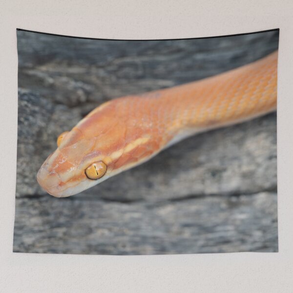 Item preview, Bug-Eyed House Snake (Boaedon mentalis) designed and sold by Pixel Press Prints.