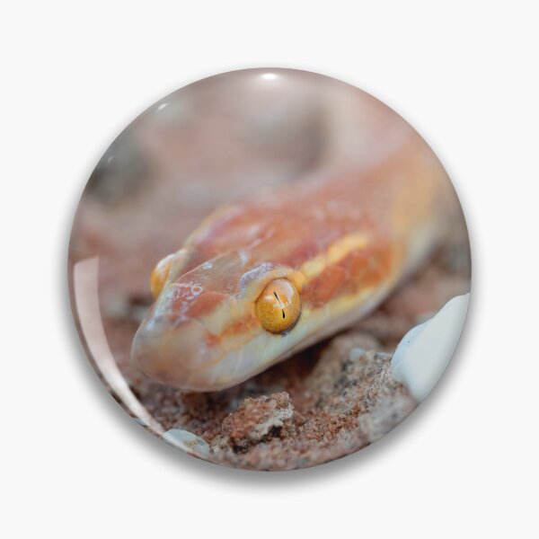 Item preview, Bug-Eyed House Snake (Boaedon mentalis) designed and sold by Pixel Press Prints.