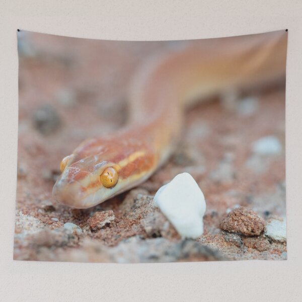 Item preview, Bug-Eyed House Snake (Boaedon mentalis) designed and sold by Pixel Press Prints.