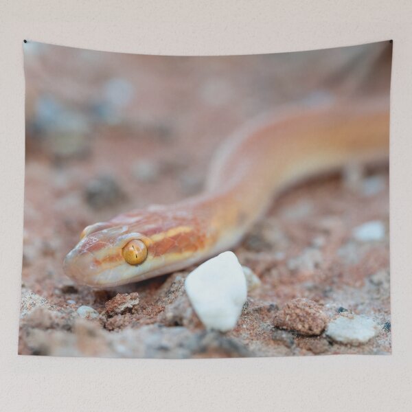 Item preview, Bug-Eyed House Snake (Boaedon mentalis) designed and sold by Pixel Press Prints.
