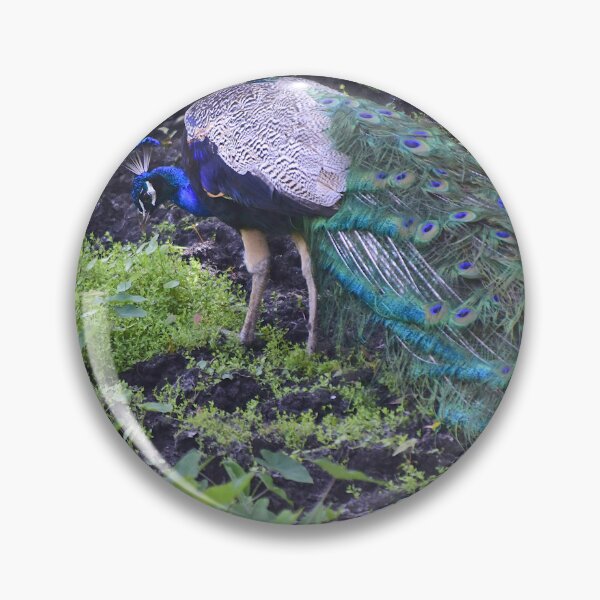 Item preview, Peacock designed and sold by MercerImages.