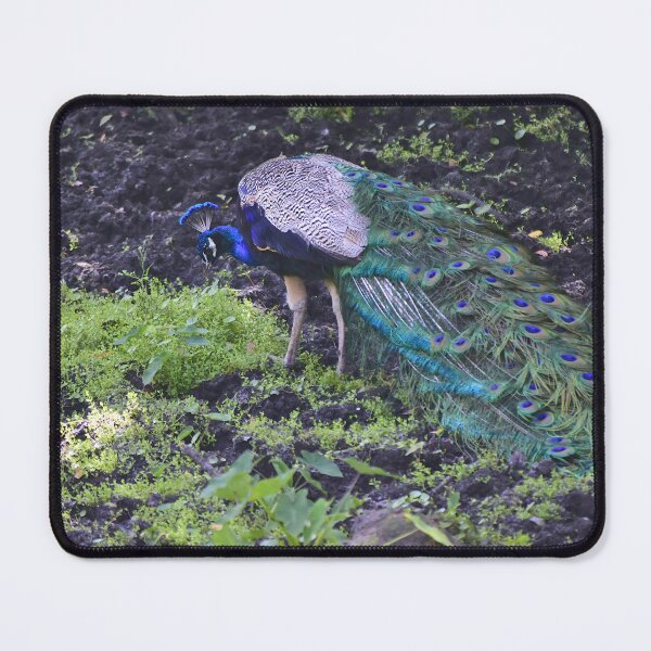 Item preview, Peacock designed and sold by MercerImages.
