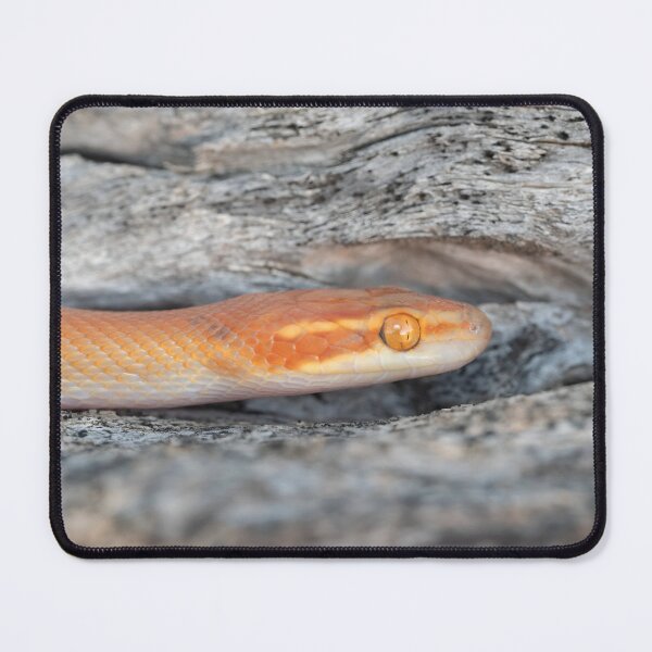 Item preview, Bug-Eyed House Snake (Boaedon mentalis) designed and sold by Pixel Press Prints.