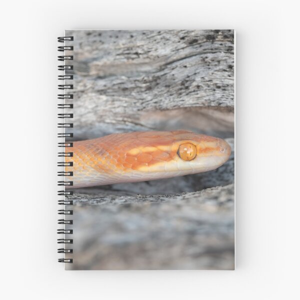 Item preview, Bug-Eyed House Snake (Boaedon mentalis) designed and sold by Pixel Press Prints.