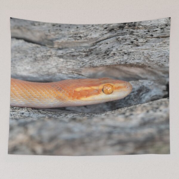 Item preview, Bug-Eyed House Snake (Boaedon mentalis) designed and sold by Pixel Press Prints.