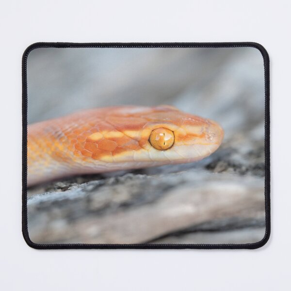 Item preview, Bug-Eyed House Snake (Boaedon mentalis) designed and sold by Pixel Press Prints.