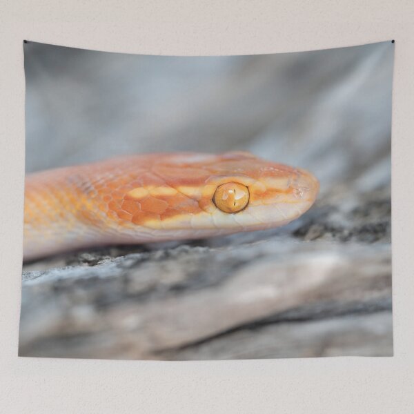 Item preview, Bug-Eyed House Snake (Boaedon mentalis) designed and sold by Pixel Press Prints.