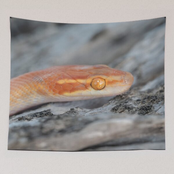 Item preview, Bug-Eyed House Snake (Boaedon mentalis) designed and sold by Pixel Press Prints.