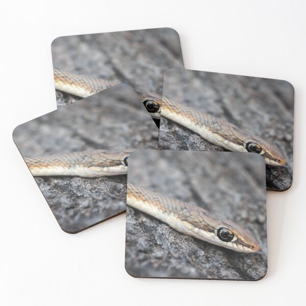 Item preview, Karoo Sand Snake (Psammophis notostictus) designed and sold by Pixel Press Prints.