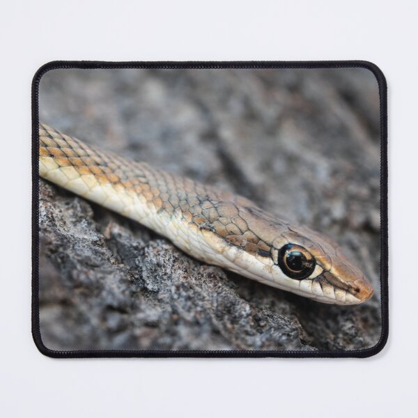 Item preview, Karoo Sand Snake (Psammophis notostictus) designed and sold by Pixel Press Prints.