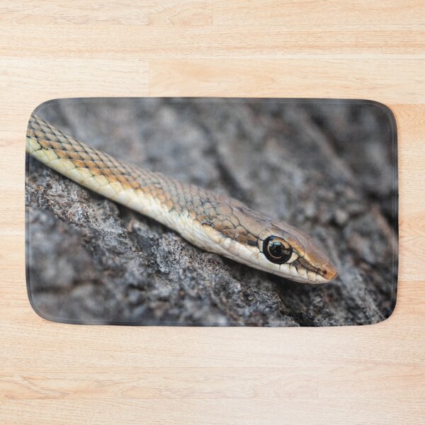 Item preview, Karoo Sand Snake (Psammophis notostictus) designed and sold by Pixel Press Prints.