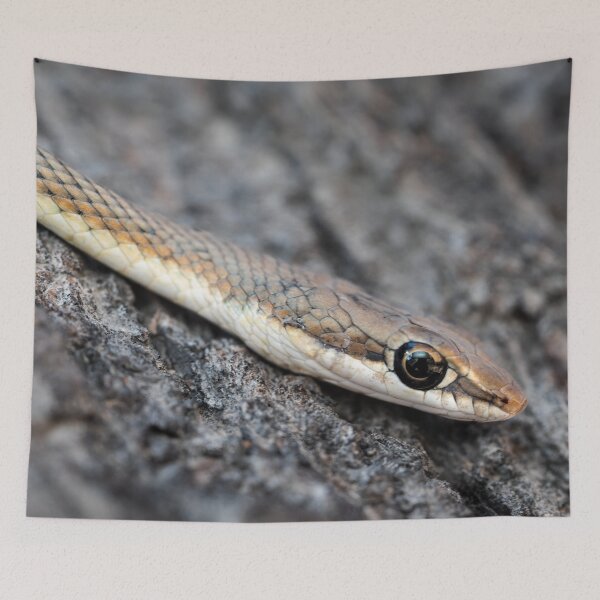 Item preview, Karoo Sand Snake (Psammophis notostictus) designed and sold by Pixel Press Prints.