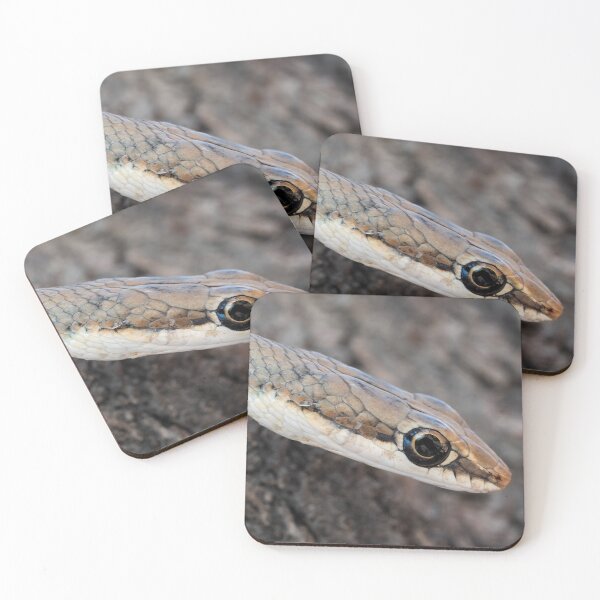 Item preview, Karoo Sand Snake (Psammophis notostictus) designed and sold by Pixel Press Prints.