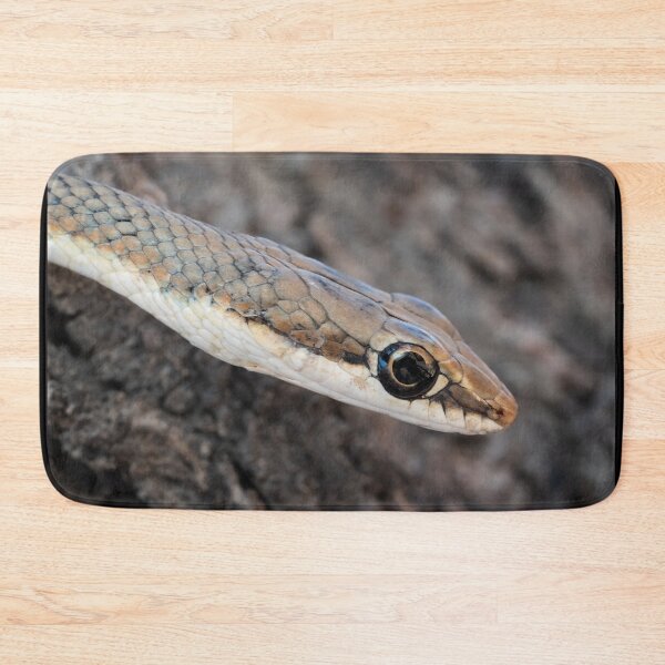 Item preview, Karoo Sand Snake (Psammophis notostictus) designed and sold by Pixel Press Prints.