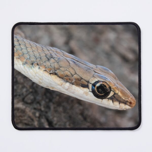 Item preview, Karoo Sand Snake (Psammophis notostictus) designed and sold by Pixel Press Prints.