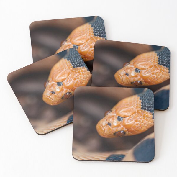 Item preview, Beetzi's Tiger Snake (Telescopus beetzi) designed and sold by Pixel Press Prints.