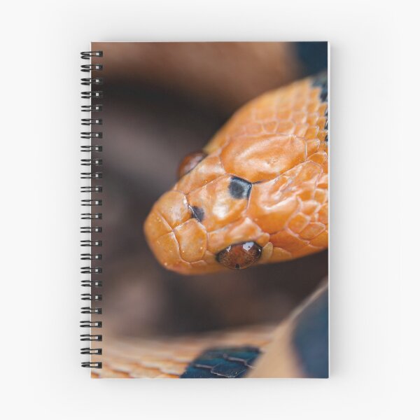 Item preview, Beetzi's Tiger Snake (Telescopus beetzi) designed and sold by Pixel Press Prints.