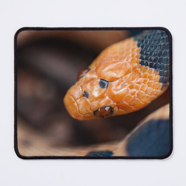 Item preview, Beetzi's Tiger Snake (Telescopus beetzi) designed and sold by Pixel Press Prints.