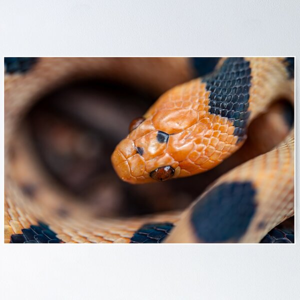 Item preview, Beetzi's Tiger Snake (Telescopus beetzi) designed and sold by Pixel Press Prints.