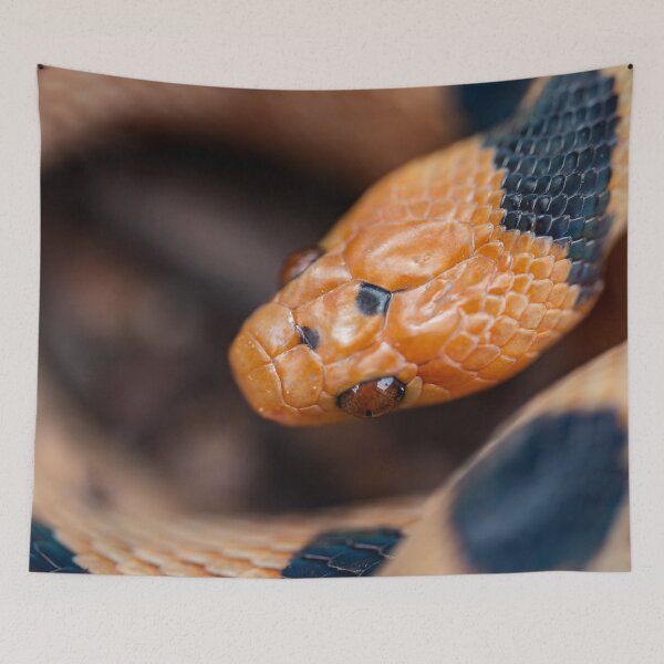 Item preview, Beetzi's Tiger Snake (Telescopus beetzi) designed and sold by Pixel Press Prints.