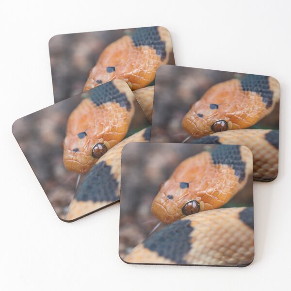 Item preview, Beetzi's Tiger Snake (Telescopus beetzi) designed and sold by Pixel Press Prints.