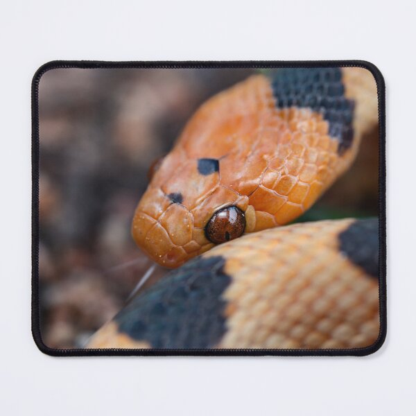 Item preview, Beetzi's Tiger Snake (Telescopus beetzi) designed and sold by Pixel Press Prints.