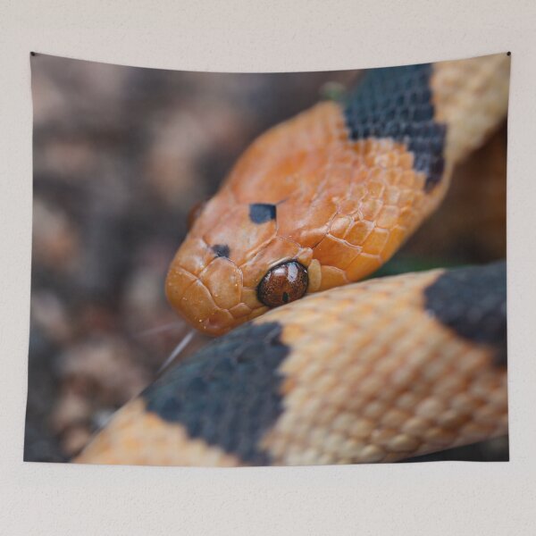 Item preview, Beetzi's Tiger Snake (Telescopus beetzi) designed and sold by Pixel Press Prints.