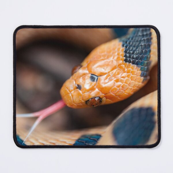 Item preview, Beetzi's Tiger Snake (Telescopus beetzi) designed and sold by Pixel Press Prints.