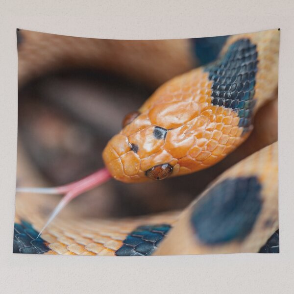 Item preview, Beetzi's Tiger Snake (Telescopus beetzi) designed and sold by Pixel Press Prints.