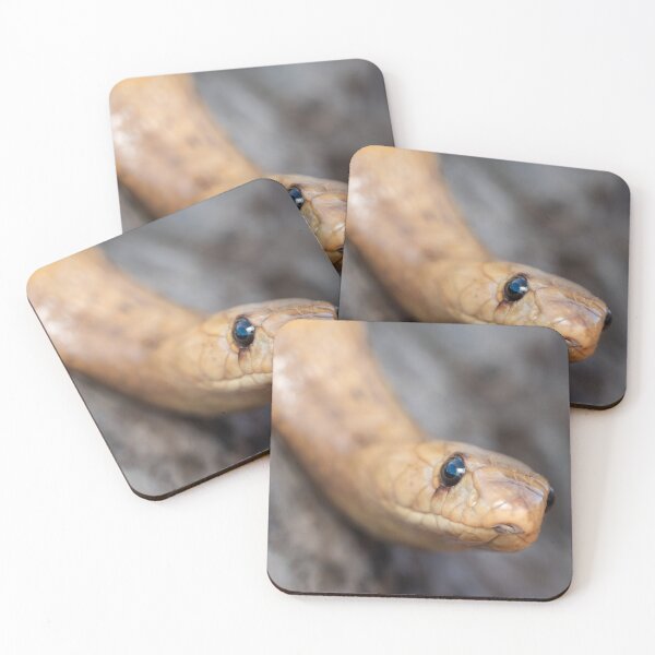 Item preview, Cape Cobra (Naja nivea) designed and sold by Pixel Press Prints.