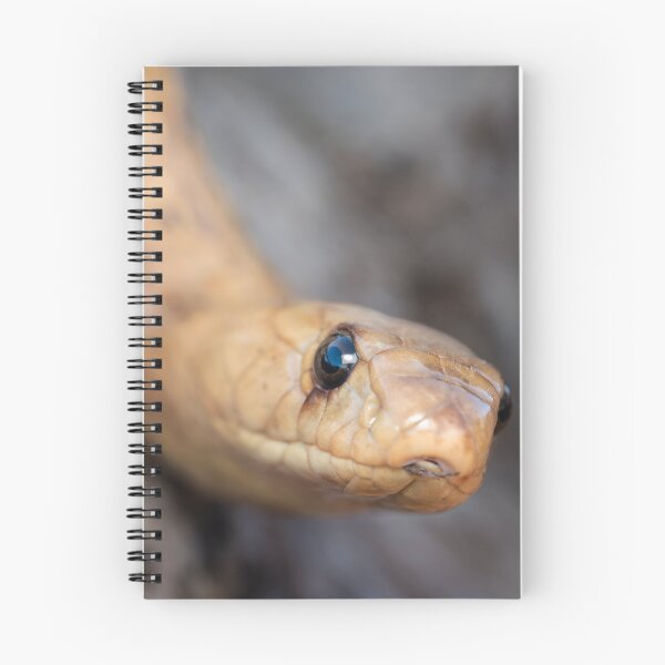 Item preview, Cape Cobra (Naja nivea) designed and sold by Pixel Press Prints.