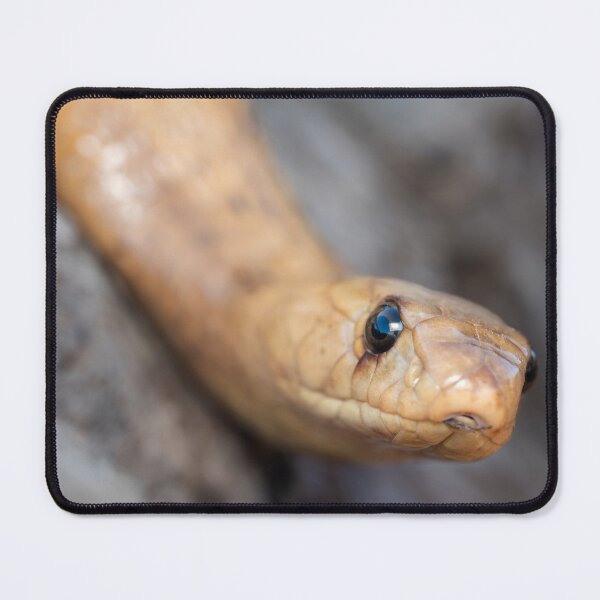 Item preview, Cape Cobra (Naja nivea) designed and sold by Pixel Press Prints.