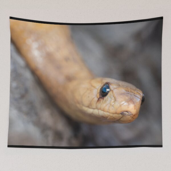 Item preview, Cape Cobra (Naja nivea) designed and sold by Pixel Press Prints.