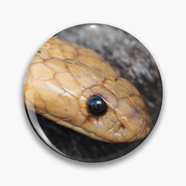 Item preview, Cape Cobra (Naja nivea) designed and sold by Pixel Press Prints.