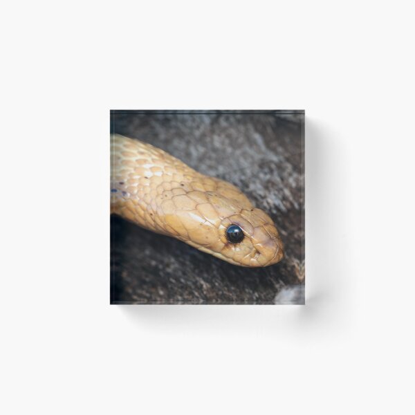 Item preview, Cape Cobra (Naja nivea) designed and sold by Pixel Press Prints.