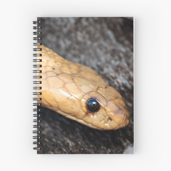 Item preview, Cape Cobra (Naja nivea) designed and sold by Pixel Press Prints.