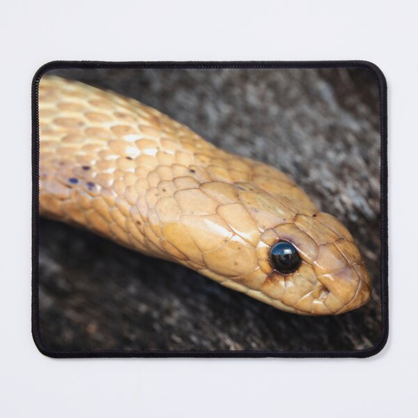 Item preview, Cape Cobra (Naja nivea) designed and sold by Pixel Press Prints.