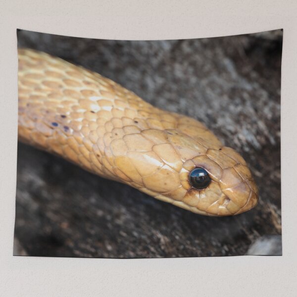 Item preview, Cape Cobra (Naja nivea) designed and sold by Pixel Press Prints.
