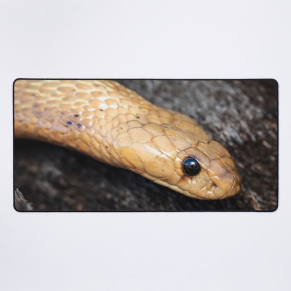 Item preview, Cape Cobra (Naja nivea) designed and sold by Pixel Press Prints.