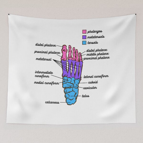 Item preview, Foot Anatomy- Bone designed and sold by iX-Physio.