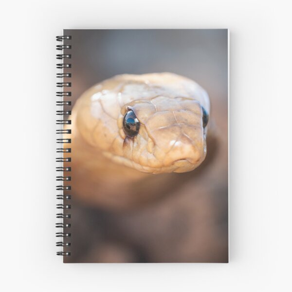 Item preview, Cape Cobra (Naja nivea) designed and sold by Pixel Press Prints.
