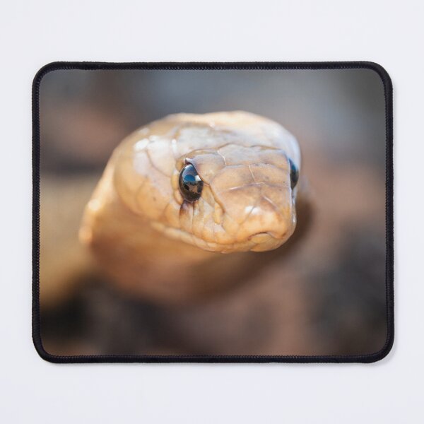 Item preview, Cape Cobra (Naja nivea) designed and sold by Pixel Press Prints.