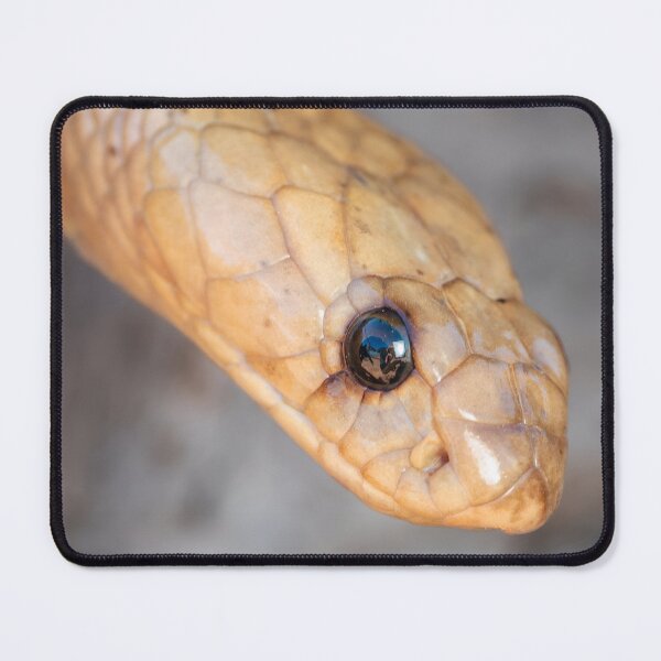 Item preview, Cape Cobra (Naja nivea) designed and sold by Pixel Press Prints.