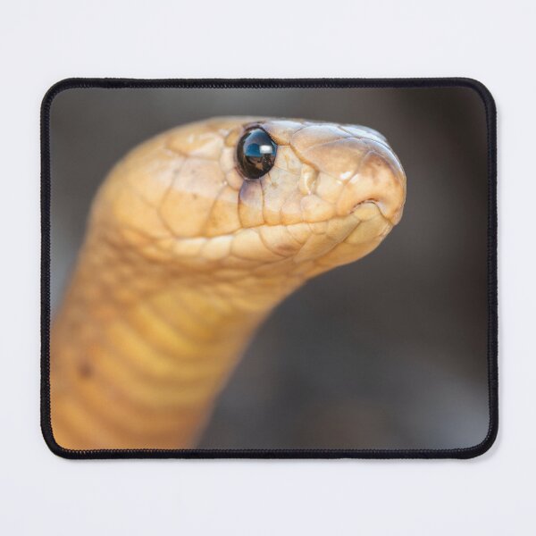 Item preview, Cape Cobra (Naja nivea) designed and sold by Pixel Press Prints.